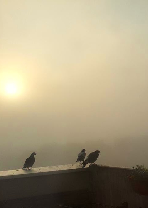 Austria Lockdown November 22, 2021, foggy morning birds vienna