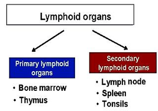 Lymphoid organs, primary lymphoid organs and secondary lymphoid organs