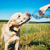 Cinco cuidados com os pets no verão