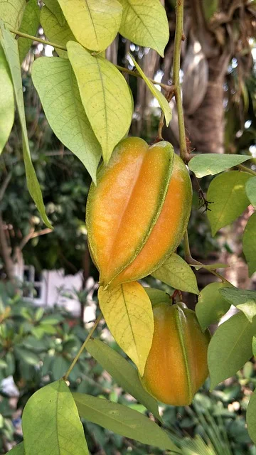 Manfaat Mengonsumsi Buah Belimbing