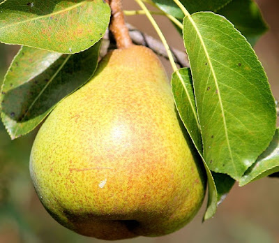 Healthy and Rich Foods for Human Health.