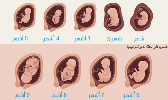 مراحل نمو الجنين شهرا بشهر بالصور.. موضوع مهم