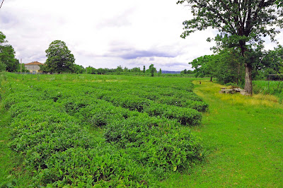 Tea harvesting tour