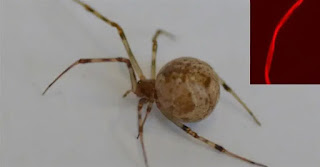 red silk spider