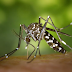 4.203 moradores de Samambaia estão com Dengue