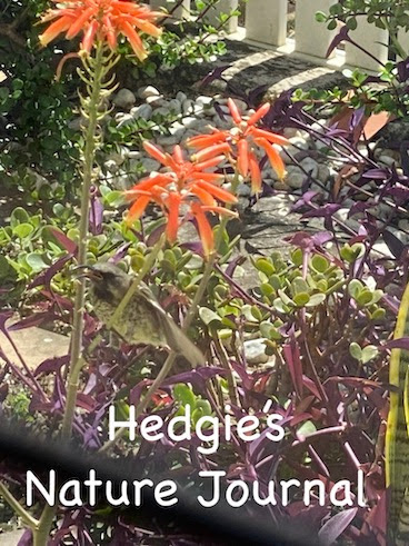 Hedgie's Nature Journal 