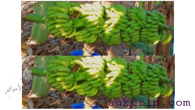 أنواع الموز