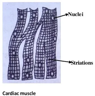 NCERT Solutions of Class 9 Chapter 6 Cardiac muscles