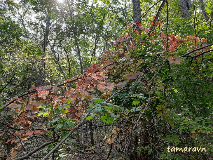 Виноград амурский (Vitis amurensis) на ветвях кустов и деревьев