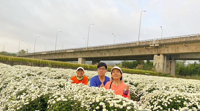 銅鑼杭菊