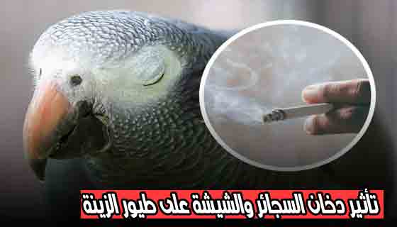 تأثير دخان السجائر والشيشة على طيور الزينة أضرار دخان السجائر على الطيور