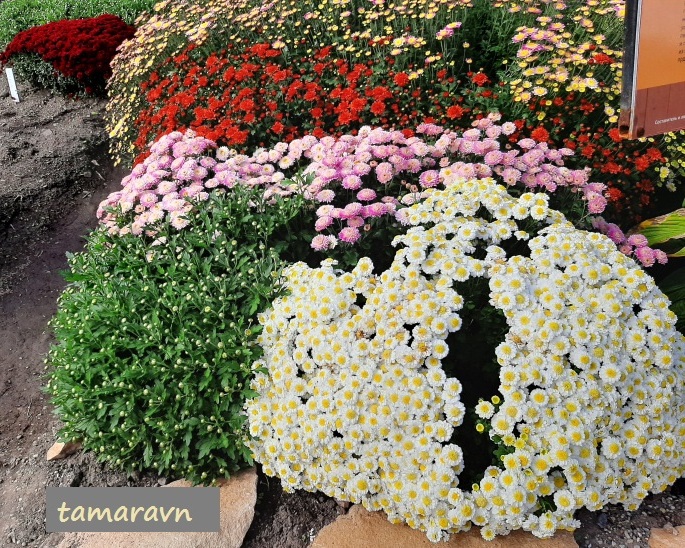 Хризантемы (Chrysanthemum)