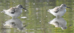 Filey Dams 13/09/22