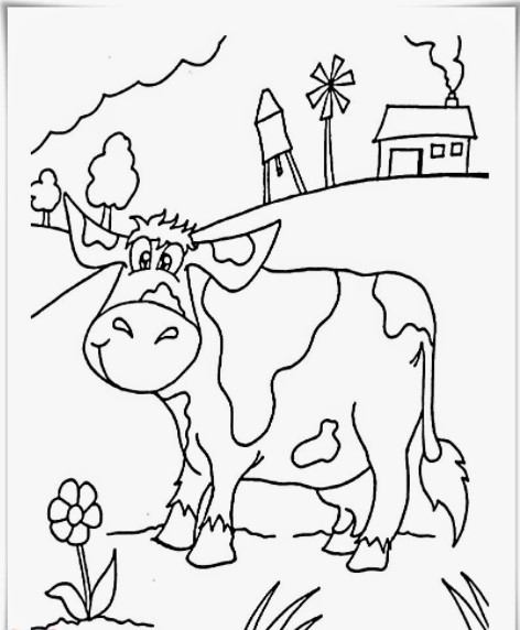 cow pictures for kids