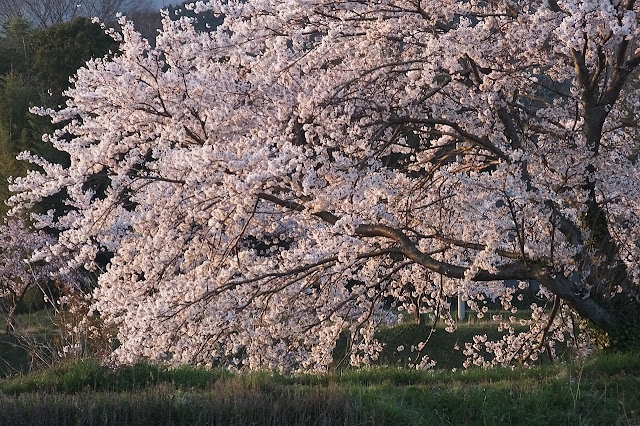 Вишня эдоская (Prunus x yedoensis, =Cerasus x yedoensis)