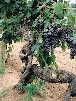 Tahbilk old vine