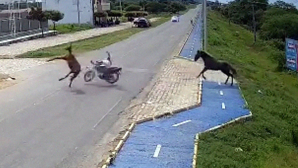 Homem fica ferido após bater moto em cavalo solto na pista em Triunfo; veja o vídeo