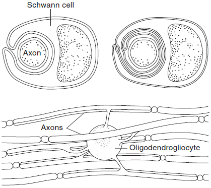 Relation of Schwann cells