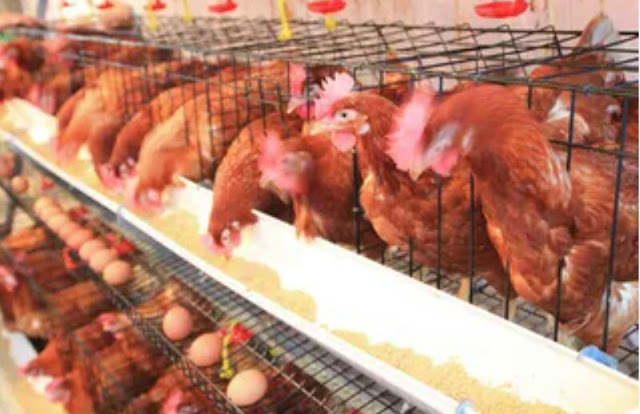 Alt: = "chickens in battery cage"