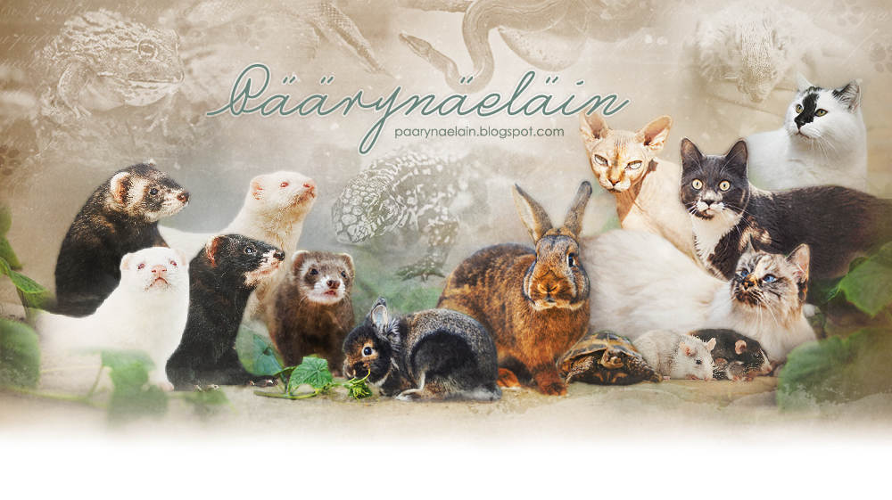 Päärynäeläin