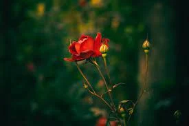 Red Rose Flower Images - 450+ Flower Images Download Best of 2023 - fuller chobi - neotericit.com