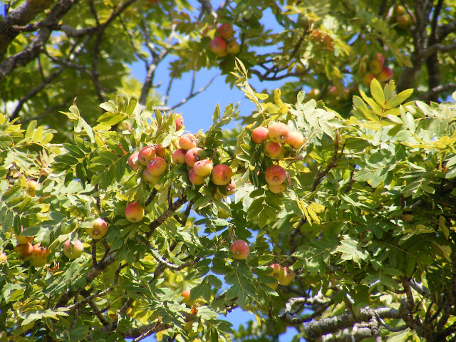 Рябина домашняя (Sorbus domestica)