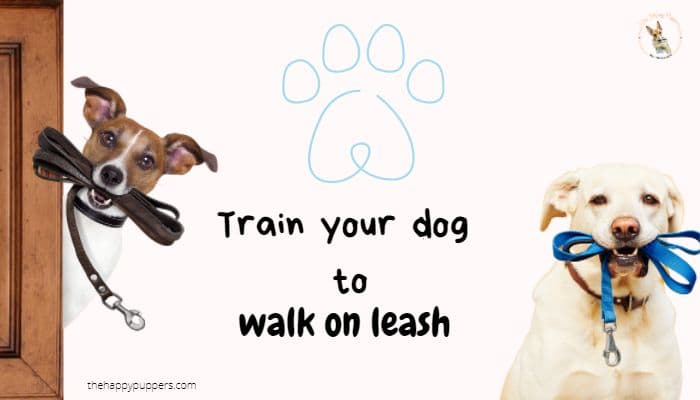 How to train your dog to walk on leash?