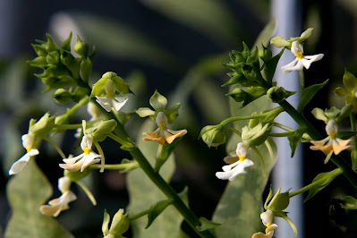 Calanthe argenteostriata - Silvery Striped Calanthe care