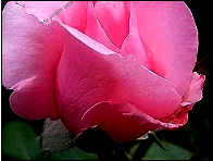 A pink color rose
