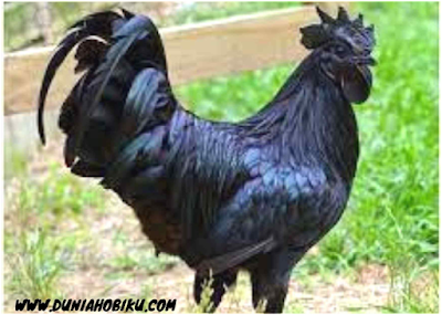 gambar ayam cemani