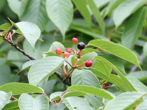 Вишня ямасакура / Вишня мелкопильчатая форма спонтанная (Prunus jamasakura, =Prunus serrulata f. spontanea)