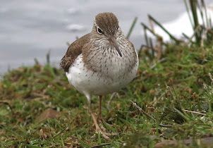 Fly Flatts Common Sandpiper