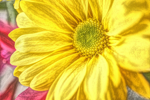 Yellow sunflower Free Picture