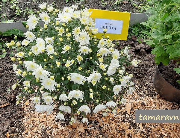 Хризантема (Chrysanthemum)