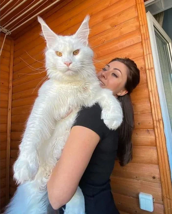 Snow-white God-like monster Maine Coon impresses tremendously