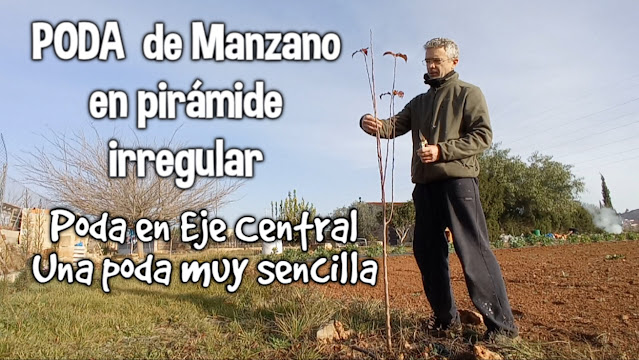 Poda manzano eje central