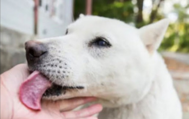 Alert! Here Are 4 Dangers Of Dog Saliva If You're Not Careful