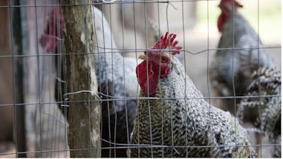 Saat ini wabah flu burung serang pertenakan di togo 1.105 ayam telah mati