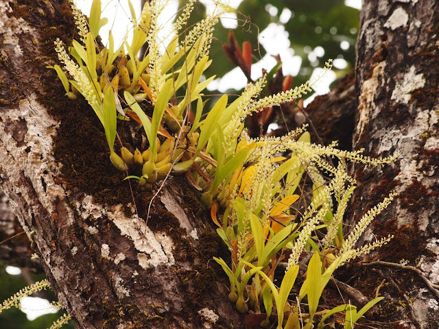 Liparis viridiflora