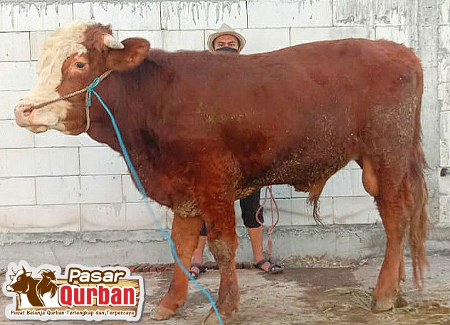 Harga Sapi Qurban 2022 Surabaya