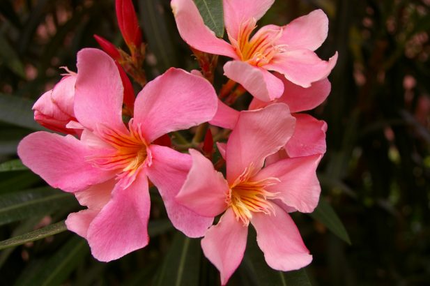 How to rejuvenate an old oleander by pruning?