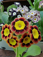 auricula 'Hanni'