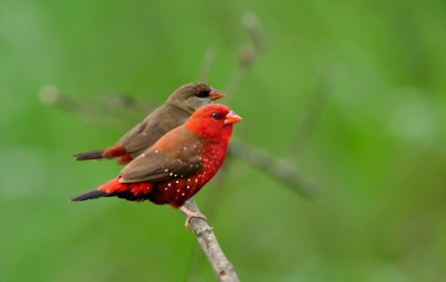 strawberry-finch