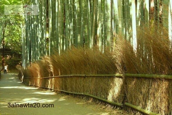 غابة ساغانو بامبو|Sagano Bamboo Forest – Kyoto, Japan