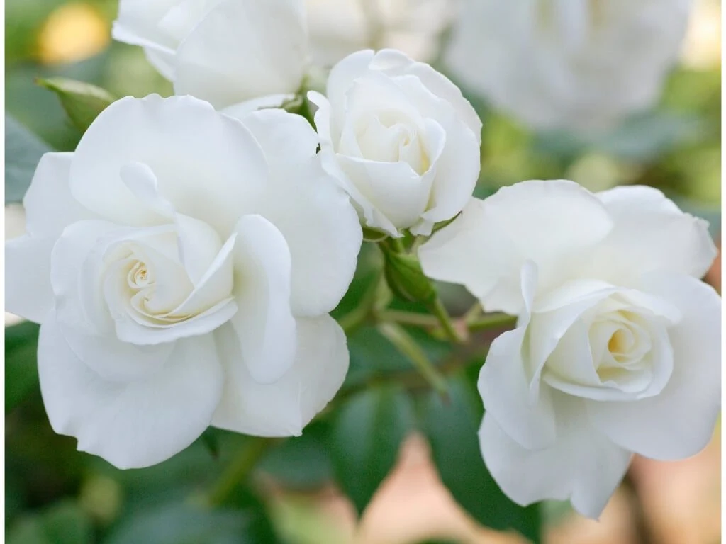 White Rose Flower Images - Flower Images - Flower Pic 2023 Images, Pictures Download - Different Flowers Images - fuller chobi - NeotericIT.com