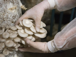 Mushroom cultivation training in Comoros