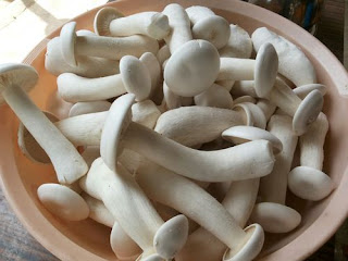 Mushroom products distributorship in Bihar.