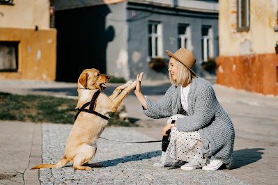 comment éduquer son chien pour les nuls