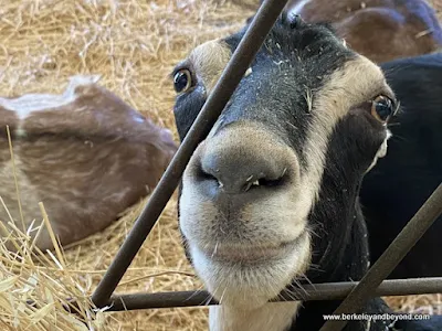 goat at Pennyroyal Goat Dairy and Farm in Boonville, California