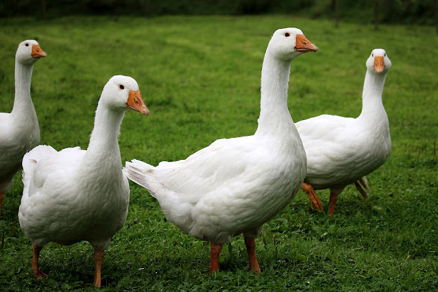 Wer sind meine Eltern? - Bilderrätsel Tiere